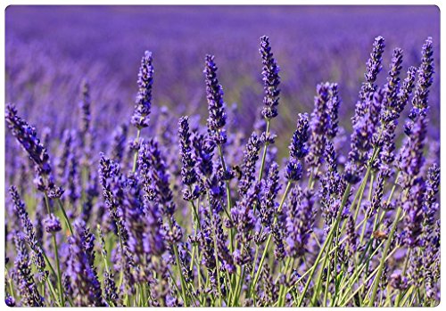 mySPOTTI moderner Spritzschutz Motiv Lavendel Aluminium Küche Herd Kochfeld