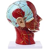 Half Head Face Anatomy Human Anatomical Superficial Vascular Nerve Model Sagittal Cut Of The Skull Head Skull Medical Teaching Amazon De Kuche Haushalt