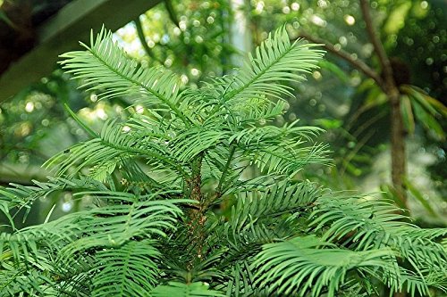 Echte Wollemi Pine Wollemie Pflanze 60cm Wollemia nobilis lebendes Fossil rar