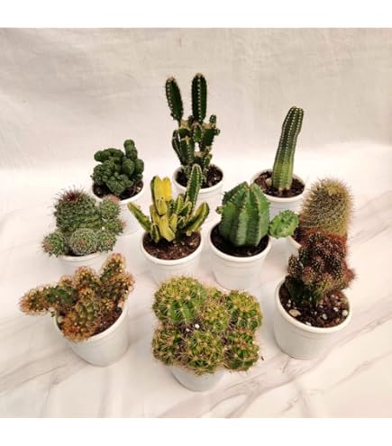 COMBO OF 7 BEAUTIFUL FLOWERING CACTUS : Amazon.in: Garden & Outdoors