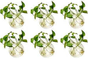 Nuptio 6 Piezas de Macetas de Vidrio para Colgar en la Pared, 10cm de Diámetro, Maceta de Vidrio Redonda, Jarrones para Plantar Agua, Florero de Aire, Terrarios de Plantas, Contenedor de Plantas