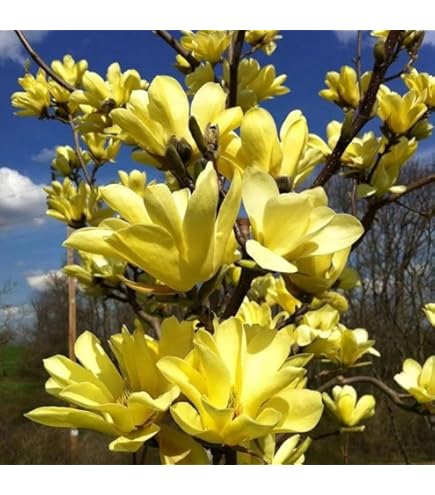 Magnolia 'Susan' Vannucci Piante - Pianta Vera In Vaso, Fiori Porpora-Rosa, Per Terrazzo O Giardino - Foto 6