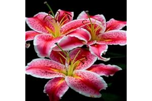 Bulbes de Lys Oriental Vivaces - Plantes en Pot ou Jardin Description Fleurs (9, rouge)