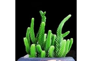 BENOON 100 semillas suculentas mini multiuso, sensibles a la temperatura, estéticas plantas de escritorio B para mujeres, hombres, niños, principiantes, jardineros regalo