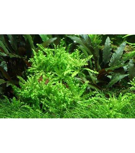 VDVELDE Plantenfilter vijver - voor een moerasfilter van 2m² - 32