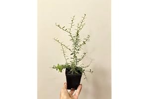 MONDOPIANTE Pianta di Limone Caviale Vaso 7cm, Altezza10cm