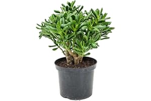 DECOALIVE Crassula Gollum Planta de Jade Crassula Hobbit Suculenta Orejas de Shrek