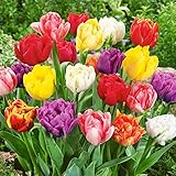50 Gefüllte Frühlings Tulpen Royal Unsere Besten in den...