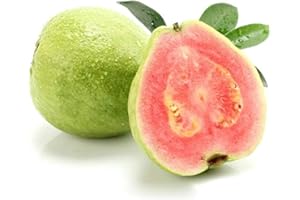 MONNADU Frische Fruchtsamen mit 30Pcs Psidium Guajava Guave Samen Süße leckere Frucht Garten Bonsai Baum Pflanze zum Pflanzen Garten Yard Home Landschaftsbau