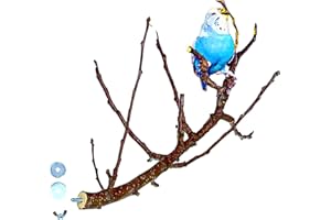 Vogelgaleria® Exciting Branched Fruit Perch for Birds such as Budgies and Cockatiels, The Natural Perches in Bird Cage Ideal for Claw Wear and Beak Sharpening