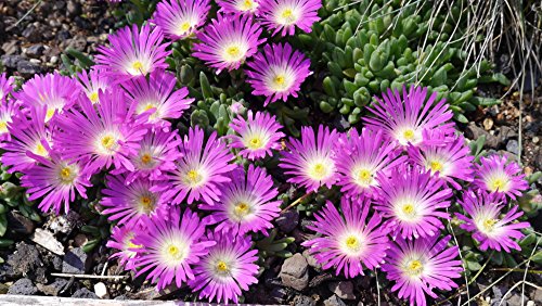 Kakteengarten 12verschiedene winterharte Mittagsblumen/Delosperma im Set -9cm Topf - 4