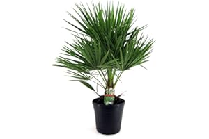 Plant in a Box - Chamaerops Humulis - Palmier nain européen - Pot 21cm - Hauteur 70-80cm
