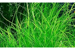 AQUARIUM PLANTS FACTORY 1 Bunch Vallisneria nana - Plantes d'aquarium