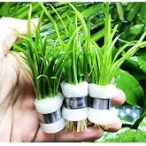 Sagittaria Subulata 1 Bağ 2-4 K&ouml;k Akvaryum Zemin Bitkisi Canlı Akvaryum Bitkisi