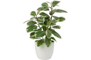 OAIRSE Plantas Artificiales de 22 cm en macetas para la decoración del hogar Planta de Interior de Camelia Artificial, arreglos Florales Decoración del hogar y la Oficina Bonsai de Escritorio