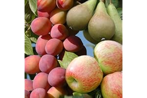 YouGarden - Mini Orchard Fruit Tree Collection, 3 Bare Root Compact Fruit Trees, Apple, Pear & Plum - Grow Your Own Fruit Tree Collection for Gardens