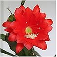 50+ Seeds- Auspicious Flower Brahma Kamal Flower Seeds For Home Garden- All Season Flower Seeds- (Red)
