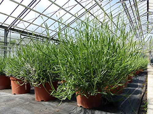 Lavendel XXL Stamm oder Busch XXL Lavandula Angustifolia Kräuter Kräuterküche (Ø 40 cm XL Busch)