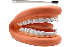 SANFLY Marionetas Modelo De, 1 Juego De Marionetas De Mano con Dientes Y Lengua con Cepillo De Dientes, Modelo Dental, Recurso Educativo De Aprendizaje para Niños