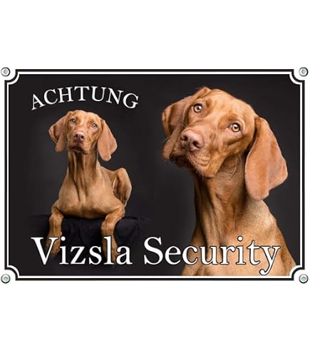 Warnschild 'Australian Shepherd Hund Im Garten' – Aluminium, 30,5x20cm, Wetterfest (A4 Format)
