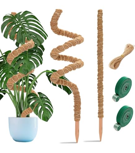 Monstera Rankhilfe 60 cm (2er Set) - Flexible Moosstab fr Monstera aus  Kokosfaser inkl. Zubehr und Pflanzensttze fr Kletterpflanzen im  Innenbereich : Amazon.de: Garten