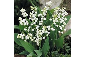 THOMPSON & MORGAN Lily of The Valley Plants Convallaria Majalis Fragrant White Blooms Hardy Easy to Grow Your Own Garden Flowers Ideal for Shady Damp Gardens 28 x Pips by Thompson and Morgan