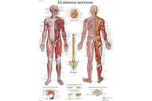 3B Scientific VR3620UU Impreso En Papel, el Sistema Nervioso