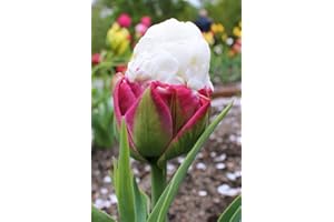 WARMHAND 5 x Ice Cream Tulips - Spring Flowering Bulb - Millthorpe Plant Centre - Free P&P