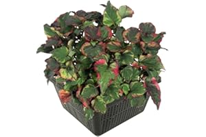 vdvelde.com - Eidechsenschwanz - Houttuynia cordata - 4er Set, Winterhart - Inklusive Pflanzkorb Set - Teichkorb, Teichpflanzen Lehm, Wasserpflanzen dünger und Bedeckung Kies