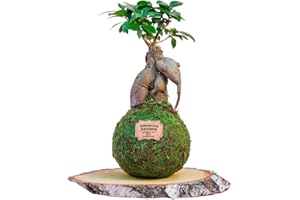 Kokedamas Lucciana Ficus Ginseng Moyen - Kokedama Intérieur | Boule de Mousse Vivante | Plante Naturelle | Plante Intérieure ou Extérieure | Décoration Maison | Entretien Facile