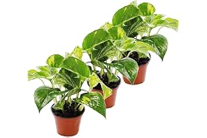 Exotenherz 3er Set Efeutute - Scindapsus - Epipremnum - 12cm Topf