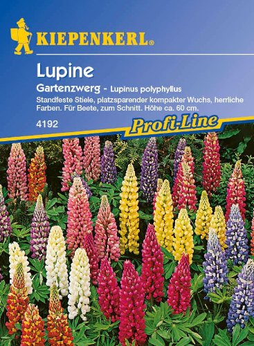 Lupinen 'Gartenzwerg'