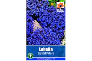 GENERIC Lobelia Crystal Palace - 2000 Seeds Flower Plant Bedding Borders Containers Pots Grow Your Own Garden Plant Seed