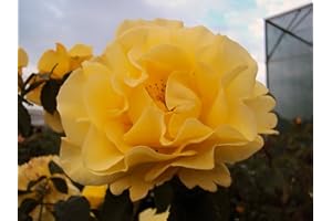 GARTENCENTER BARTELS Kletterrose Golden Gate ® ADR 2006 Containerrosen im großen 7,5 Liter Topf