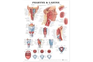 LIPPINCOTT WILLIAMS & WILKINS Anatomical Chart Pharynx and Larynx