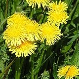 1500 Samen Löwenzahn – Taraxacum officinale, Pusteblume