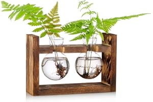 Förökningsstation glödlampa vas glas ekollon vas för blommor terrarium burk planterare med träställ ställ hållare för gröna v