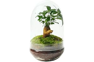 KOKEDAMAS LUCCIANA Terrario Plantas Cristal - Cúpula con Ficus Ginseng | Jardin Eterno en Cristal o Ecosistema Cerrado | Ideal para Decoración Hogar | Terrarios Autónomos | Mediano, 30 cm x 19 cm