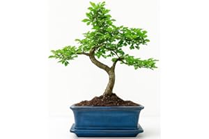 BONSAI2U The Bonsai Plants - Real Live Chinese Elm Bonsai Indoor/Outdoor Tree S Trunk - Ceramic Pot - Home Office Decor Gift