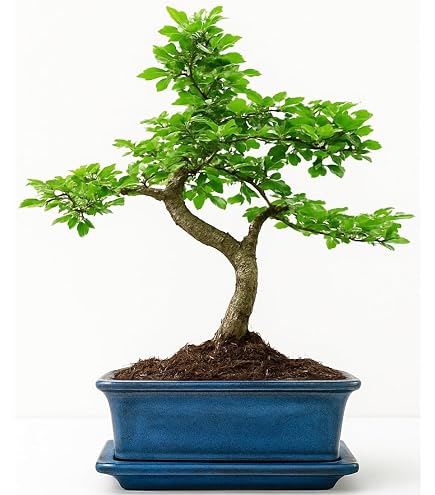 Carmona (Fukien Tea) Bonsai Tree Broom Style - with Ceramic Tray :  Amazon.co.uk: Garden