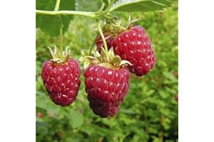 YouGarden Premium Raspberry 'Autumn Bliss' Fruit Plants, Pack of Five Canes to Grow Your Own Raspberry Berries
