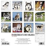 Image de Just Siberian Huskies 2017 Calendar