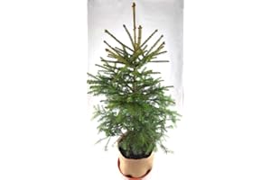 GENERIC Real, Living Norway Spruce Christmas Tree 3-4ft (90-120cm) (Norway Spruce Tree, Saucer & Hessian Cover)