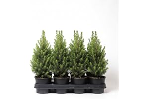 PlantaPro Picea glauca 'Conica' 20-30 cm - Zuckerhutfichte, immergrün, kegelförmig, ideal für Kübel und Rabatten, winterhart, pflegeleicht