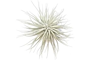 ALLTERRA Tillandsia tectorum, Bromeliengewächs