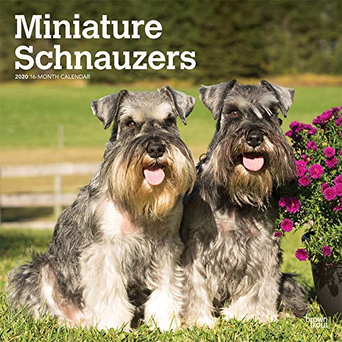 Télécharger Miniature Schnauzers 2020 Calendar livre En ligne