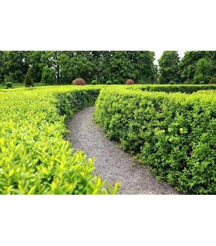 BALDUR Garten 1x Gold-Liguster, Pflanze im 9x9 cm-Topf, Ligustrum  ovalifolium Aureum, Ligusterhecke, wintergrn, winterhart, mehrjhrig,  blhend, schnellwachsende Heckenpflanze : Amazon.de: Garten