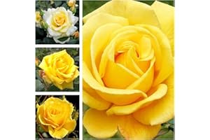 CARBETH PLANTS Yellow Rose Bush in a 3Litre Pot - Gorgeous British Grown Yellow Rose Bush for The Garden