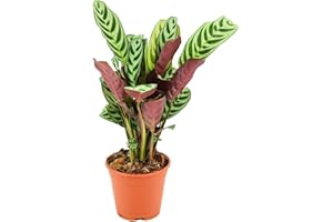 ZynesFlora Ctenanthe Burle-Marxii Amabilis im Ø 14 cm Pflanzentopf - Höhe: 35-40 cm - Pfeilwurz Gebetspflanze Luftreinigende Zimmerpflanze