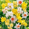 Nargis Flower Bulbs For All Season Pack of 20 Bulbs | By Plantogallery® (Mix)